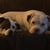 Cheri Szeman Honto's profile image