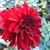Brenda Phillips Cahill's profile image