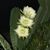 Bap Nau's profile image