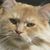 Raffaele Esposito's profile image