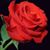 Sifuentes Reymundo's profile image