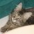 Alice Andrews's profile image