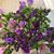Laura C. Westmoreland's profile image