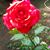 Mariela Benitez's profile image