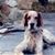 Woofie Daug's profile image