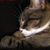 Tracy Nowlin Sedlmayr's profile image