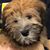 Tom Diederichs's profile image