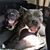 McKenzie Trachsel's profile image