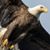 Becki Eberhardt's profile image