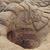 Meghann Caroline Burke's profile image