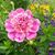 Anita Voiles's profile image