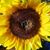 Diane Lockwood's profile image