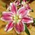 Deborah Staerk's profile image