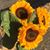 Maria Zurc's profile image