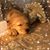 Ananda Henly's profile image