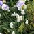 Spring Branch Landscapes's profile image