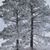 Susan Thorsrud's profile image