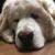 David Callender's profile image