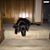 Doug Hollmann's profile image