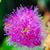 Susan Anderson-deSully Spendal's profile image