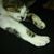 Robin Ackert's profile image
