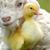 Christine B Roybal's profile image