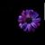 Dawn Proth's profile image