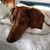Laurie Knierim's profile image