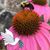 Joan Casserino's profile image