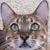 Sue Comai Markle's profile image