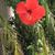 Dave Ellis Sr.'s profile image