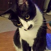 Valle Heller Schibel's profile image