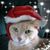 Shayna Messervy's profile image