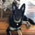 Lisa Niedermeier Rath's profile image