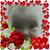 Patricia McGinly's profile image