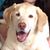 Laurie Eiseman's profile image