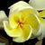 Tery Steelman's profile image