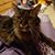 Becky Stephens's profile image