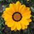 Cindy Simer's profile image