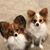 Jo Ann Schmidt's profile image