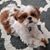 Brian Thompson's profile image