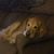 Aviva Tappan's profile image