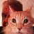 Frank Adair's profile image