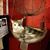 Adriana Wellman's profile image
