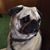 Ronalee Davison's profile image