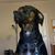 Corlyn Speake Altier's profile image