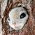 Ian Glaser's profile image