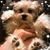 Deanna Whalen Margullis's profile image
