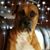 Sharon Cosimeno's profile image