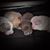 Racheal Willette's profile image